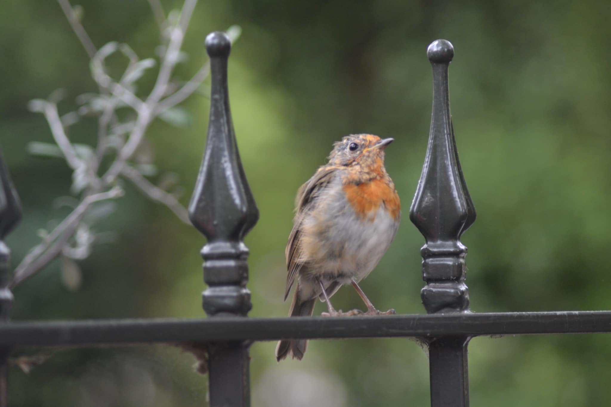 A bird on a fence
