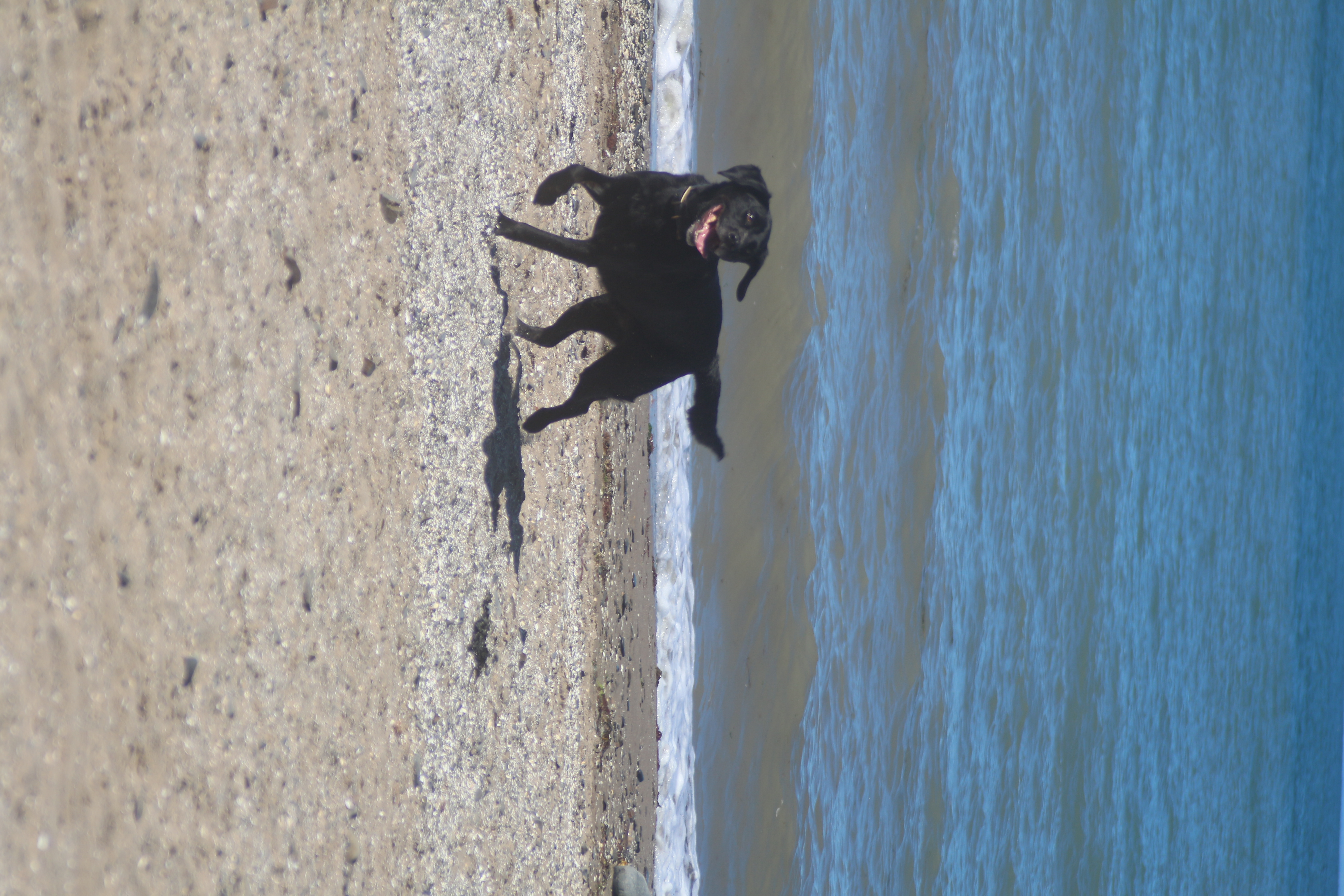 Dog on beach