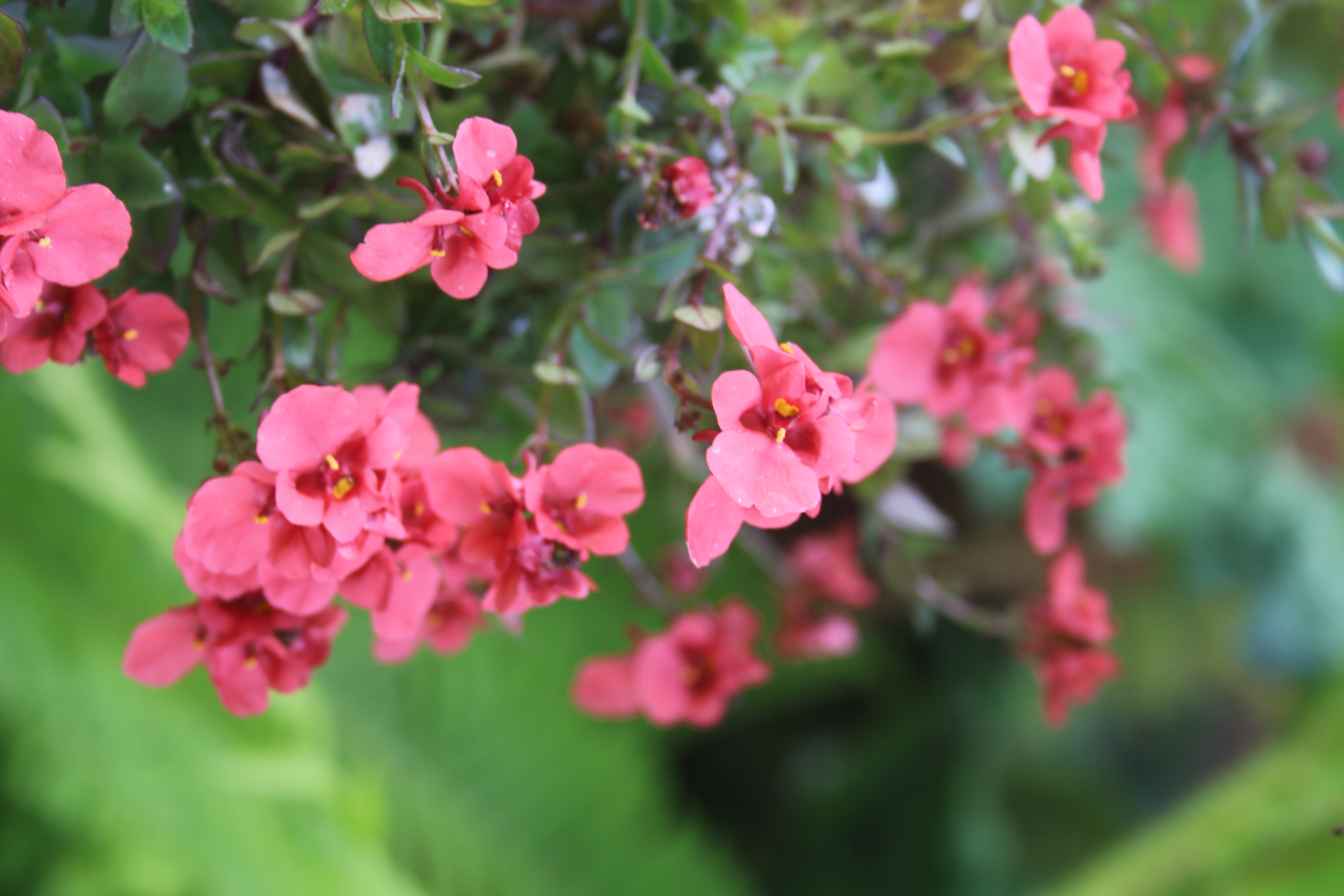 Pinkish Flowers