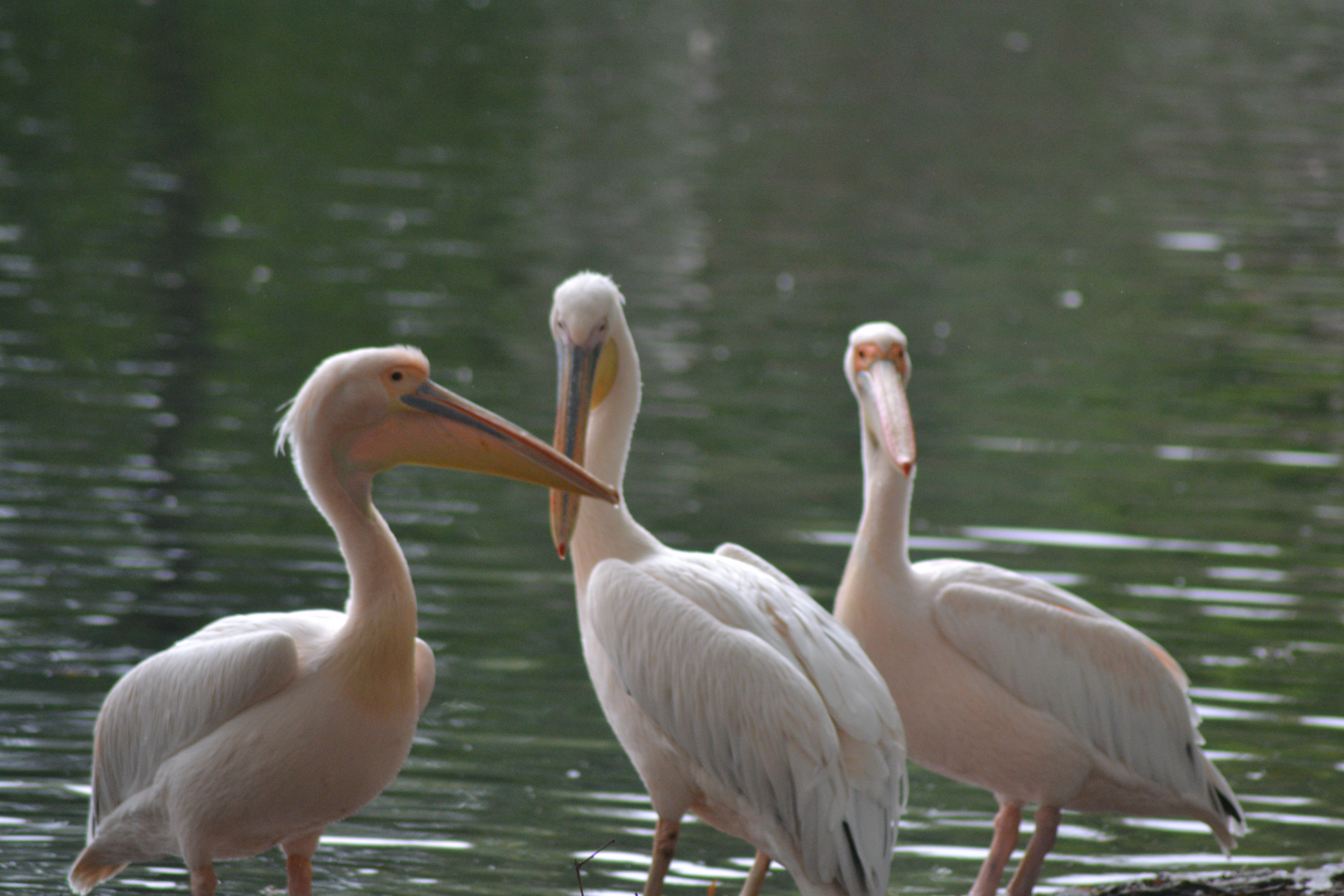 Pelicans near a pond