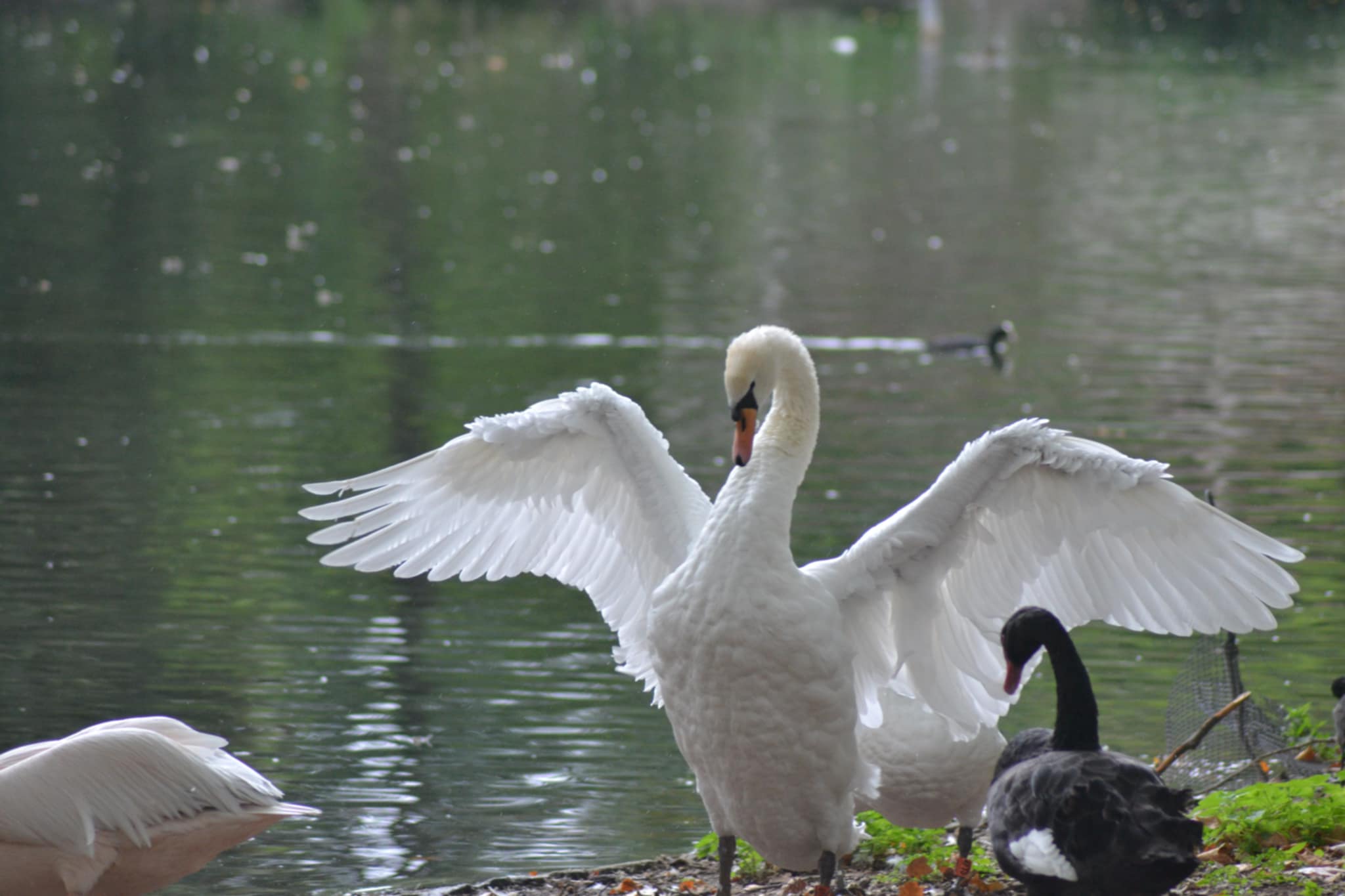 A goose flapping its wings