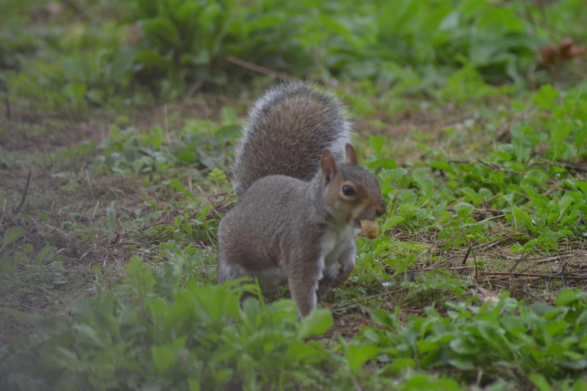 A Squirrel